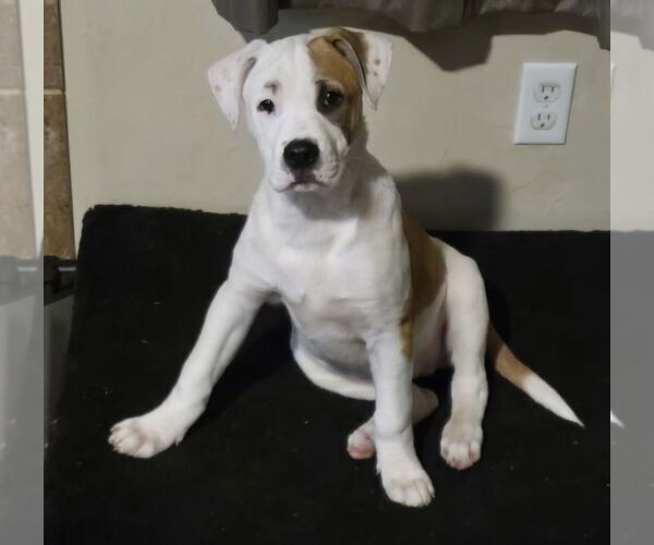Medium Photo #17 American Pit Bull Terrier-Australian Shepherd Mix Puppy For Sale in OKLAHOMA CITY, OK, USA