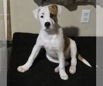 Small #16 American Pit Bull Terrier-Australian Shepherd Mix