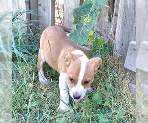 Boxer-Unknown Mix Dogs for adoption in Rutherfordton, NC, USA