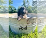 Puppy Axel Dachshund