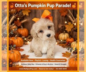 Maltipoo (Toy) Puppy for sale in TAYLOR, TX, USA