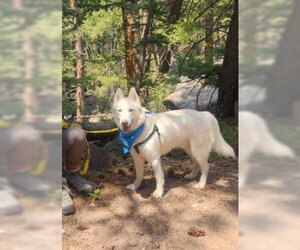 Siberian Husky Dogs for adoption in Brighton, CO, USA