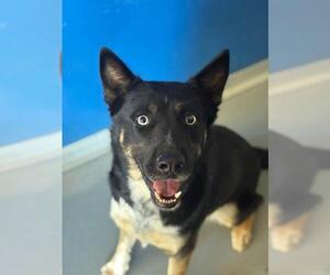 Gerberian Shepsky Dogs for adoption in Visalia, CA, USA
