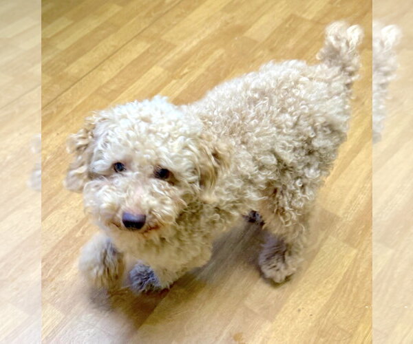 Medium Photo #2 Poodle (Miniature) Puppy For Sale in Mount Airy, NC, USA