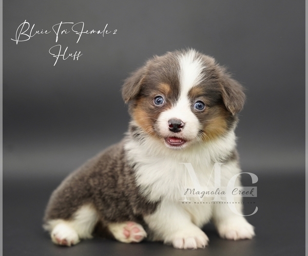 Medium Photo #7 Pembroke Welsh Corgi Puppy For Sale in FLORALA, AL, USA