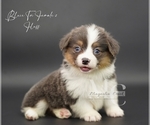Small #6 Pembroke Welsh Corgi