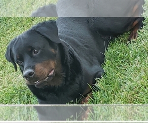 Mother of the Rottweiler puppies born on 11/19/2021