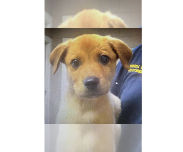 Medium Photo #1 Labrador Retriever-Unknown Mix Puppy For Sale in New York, NY, USA