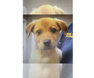 Labrador Retriever-Unknown Mix Dogs for adoption in New York, NY, USA