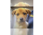 Small Labrador Retriever Mix