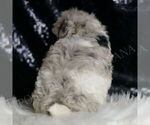 Small Photo #120 Maltipoo Puppy For Sale in WARSAW, IN, USA