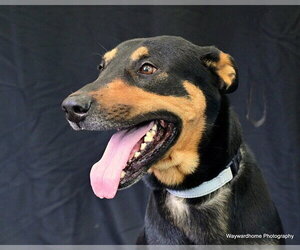 Doberman Pinscher-German Shepherd Dog Mix Dogs for adoption in Ocala, FL, USA