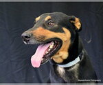 BUDDY - Male Doberman Pinscher-German Shepherd Dog Mix Dog for Adoption - Small photo