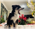 Small Photo #24 Siberian Husky Puppy For Sale in SUGAR LAND, TX, USA