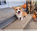 Puppy Peaches Pembroke Welsh Corgi