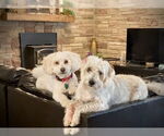 Small #1 Bichon Frise Mix