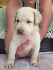 Labrador Retriever Puppy for sale in SHELBIANA, KY, USA