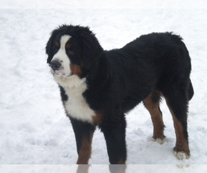 Father of the Bernese Mountain Dog puppies born on 07/30/2019