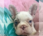 Small Photo #5 French Bulldog Puppy For Sale in COCOA, FL, USA