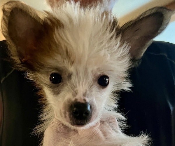 Medium Photo #1 Chinese Crested Puppy For Sale in ALVORD, TX, USA
