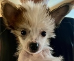 Small Chinese Crested