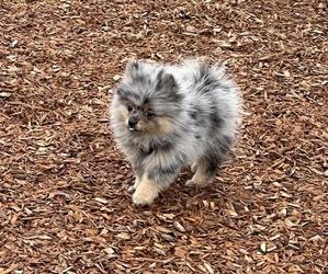Pomeranian Puppy for sale in EUGENE, OR, USA