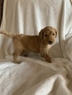 Small Photo #4 Goldendoodle Puppy For Sale in MIDLOTHIAN, TX, USA