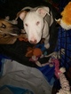 Small Photo #2 Bull Terrier Puppy For Sale in LONG BEACH, CA, USA