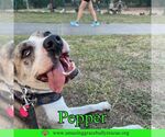 Small American Staffordshire Terrier Mix