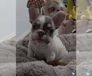 French Bulldog Puppy for sale in BOSTON, KY, USA