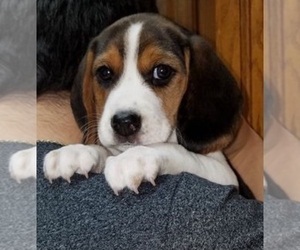 Beagle Puppy for Sale in TOLEDO, Ohio USA