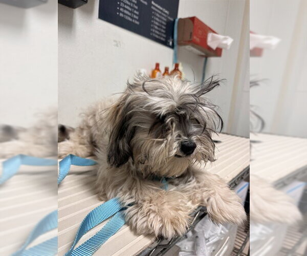 Medium Photo #1 Shih Tzu Puppy For Sale in Bakersfield, CA, USA