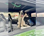 Small Photo #1 Saint Bernard Puppy For Sale in INDIANTOWN, FL, USA