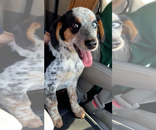 Medium Photo #4 Beagle Puppy For Sale in Harrison, AR, USA