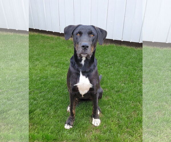 Medium Photo #2 Labrador Retriever-Unknown Mix Puppy For Sale in Unionville, PA, USA