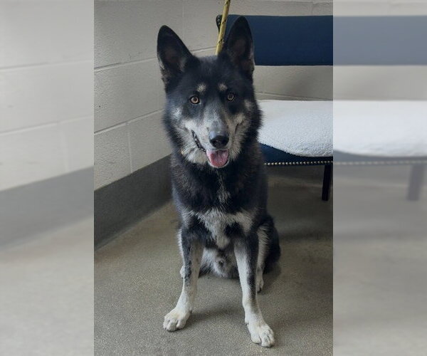 Medium Photo #1 German Shepherd Dog-Unknown Mix Puppy For Sale in Forestville, MD, USA