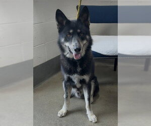 German Shepherd Dog-Unknown Mix Dogs for adoption in Forestville, MD, USA