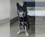 *MARTIN - Male German Shepherd Dog-Unknown Mix Dog for Adoption - Small photo