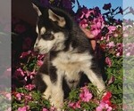 Small Photo #6 Siberian Husky Puppy For Sale in NEWAYGO, MI, USA