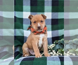 American Bulldog-Border Collie Mix Puppy for sale in LINCOLN UNIVERSITY, PA, USA
