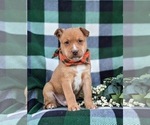 Small Photo #1 American Bulldog-Border Collie Mix Puppy For Sale in LINCOLN UNIVERSITY, PA, USA