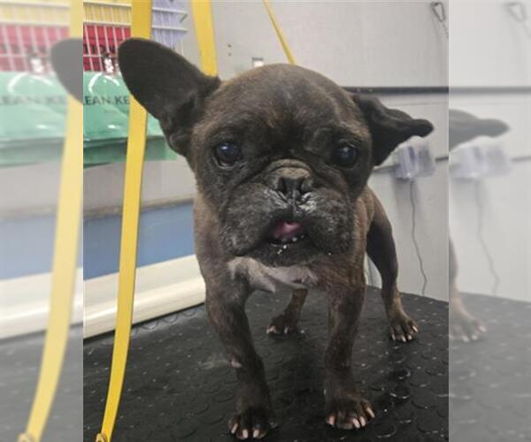 Medium Photo #1 French Bulldog Puppy For Sale in Camarillo, CA, USA
