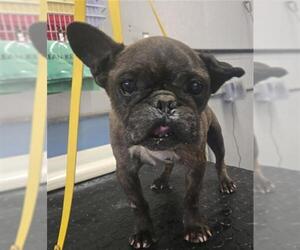 French Bulldog Dogs for adoption in Camarillo, CA, USA