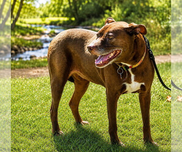 Medium Photo #52 American Staffordshire Terrier-Labrador Retriever Mix Puppy For Sale in Lake Forest, CA, USA