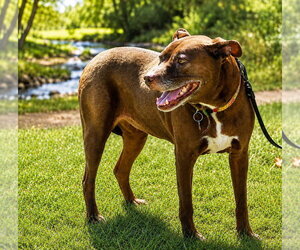 Lucy Ann - Adopt Me! - Female American Staffordshire Terrier-Labrador Retriever Mix Dog for Adoption - Photo #52