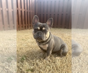 Father of the French Bulldog puppies born on 08/11/2026