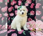 Small Photo #2 Samoyed Puppy For Sale in OXFORD, PA, USA