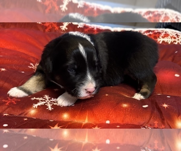 Medium Photo #24 Australian Shepherd Puppy For Sale in SALISBURY, NC, USA