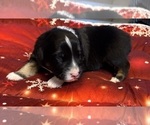 Small Photo #24 Australian Shepherd Puppy For Sale in SALISBURY, NC, USA