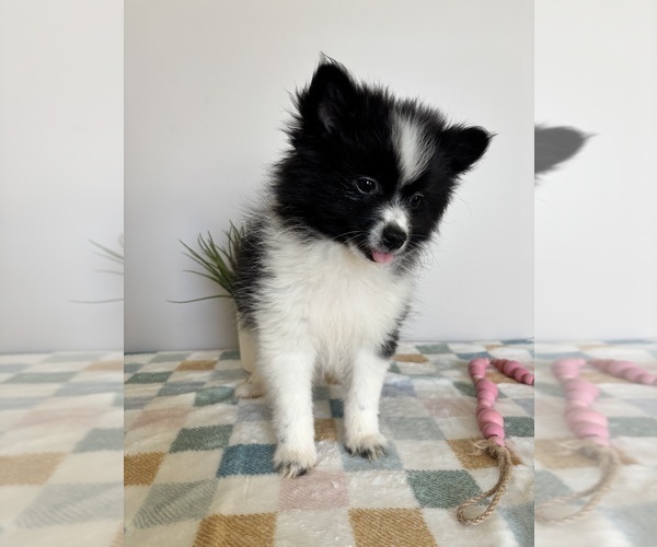 Medium Photo #4 Pomeranian Puppy For Sale in INDIANAPOLIS, IN, USA